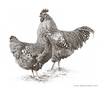 Barred Plymouth Rock