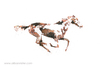 The Horse in Motion #4