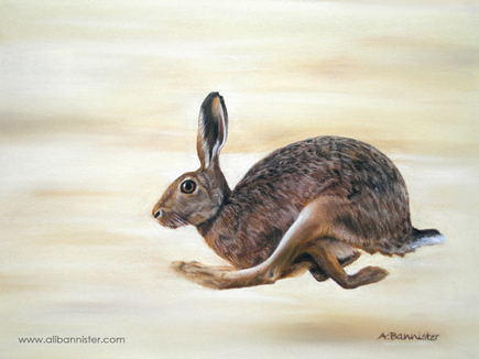 Hare Today