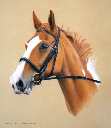 Mac | Ali Bannister: Animal Portrait Artist